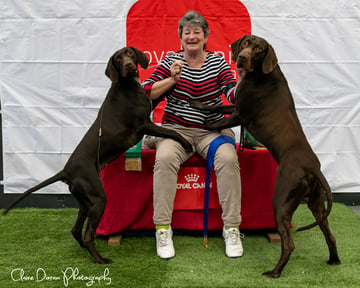 Acewild - German Shorthaired Pointer Breeder - Hobart, TAS