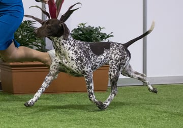 German Shorthaired Pointer Breeder and Chesapeake Bay Retriever Breeders - Brisbane, QLD