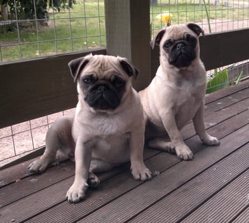 Benassy - Pug Breeder - Glenburn, Victoria