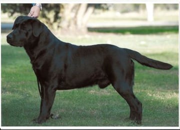 Tenarda Kennels - Labrador Retrievers, Chesapeake Bay Retriever, Murray River Retriever Breeder - Brisbane, QLD