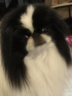 Chinkira - Japanese Chin Breeder, Pekingese breeder  Westbury, TAS