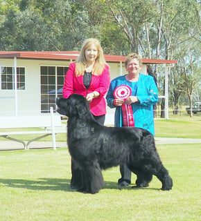 Newfcastle Newfoundland Breeder - NSW