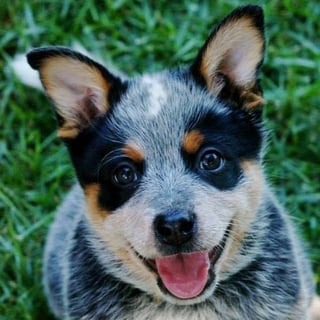 Wazwallaby - Australian Cattle Dog Breeder - Childers, QLD