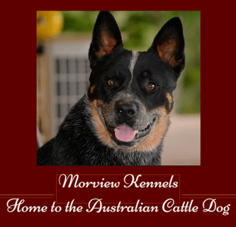 Morview Kennels - Australian Cattle Dog Breeder - QLD