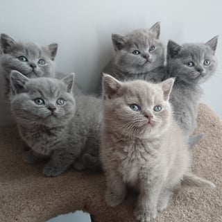 Chariot of Freya Cattery - British Shorthair Breeder - Perth WA 