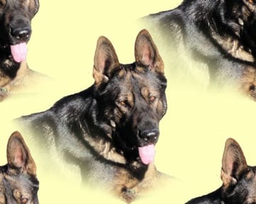 Leafield GSD's - German Shepherd Breeder - Warwick, QLD