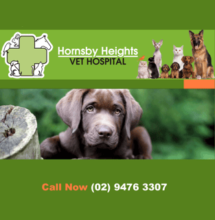 Hornsby Heights Vet Hospital - Vet, Grooming, Puppy school, Pet Boarding -  Sydney