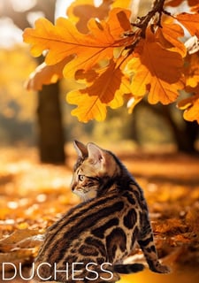 Okelani Bengals - Bengal Cat Breeder - Armidale, NSW