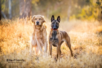 Ella+Friends Pet Photography - Melbourne