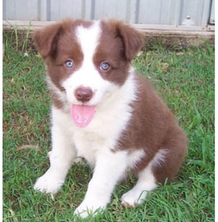 Jawdenash Border Collies - Border Collie Breeder - Gympie, QLD