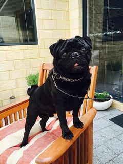 Haoxian Pugs - Registered Pug Breeder - Perth, WA