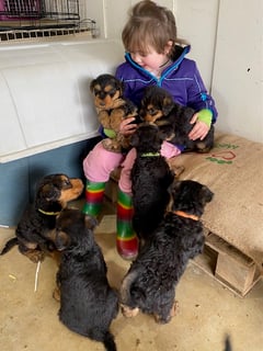 Annieaire – Airedale Terrier Breeder, Victoria