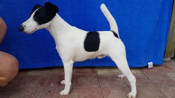 Isinheart - Smooth Fox Terrier Breeder - Gympie, QLD 