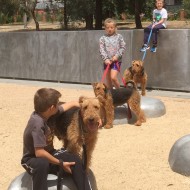 Prickleville Airedales - Airedale Terrier Breeder - Deniliquin, NSW