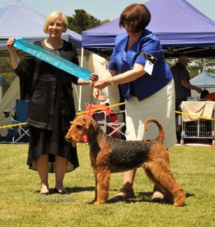 Ingalou Airedale Terrier Breeder - Malmsbury VIC