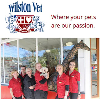 Wilston Vet - Veterinarian, Pet Boarding & Minding, Puppy School - Brisbane