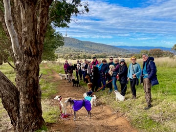 Canberra Dog Walks - guided dog friendly walks