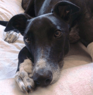 Greyhound Adoption Program (NSW) Inc.