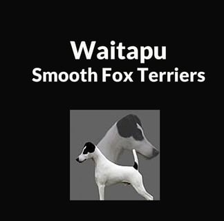 Waitapu  - Smooth Fox Terrier Breeder - Maryborough, QLD