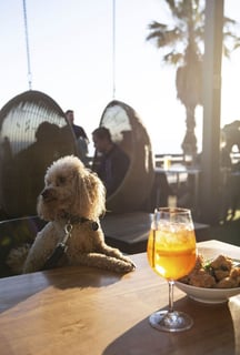 Republica St Kilda Sea Baths - Pet Friendly Restaurant - Melbourne, VIC