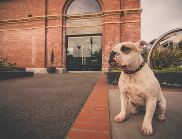 Lux Foundry - Pet Friendly Cafe - Brunswick, VIC