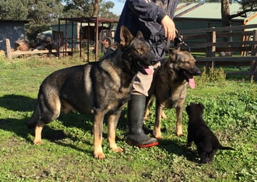 Vonbeauty Kennels - German Shepherd Breeder,  VIC