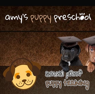 Amy's Puppy Pre School - Manly