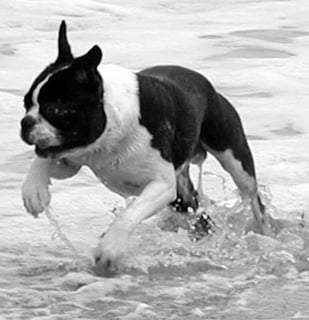 Queensland Boston Terrier Club - Karalee, QLD