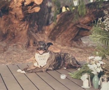 Pet Friendly Accommodation Margaret River, WA - Silversprings Cottages, Weddings, & Wine - 