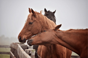 The Winged Horse Equine Welfare Inc - Bellarine Peninsula, Victora