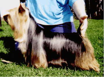 Australian Silky Terrier Club of Northern NSW
