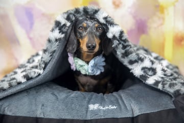 Bell 'n Sade - Pet Accessories & Dog Beds Online