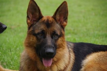 Brigenti Kennels - German Shepherd Breeder - Taree, NSW