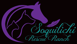 Soquilichi Rescue Ranch - Rehoming Cats, Dogs & Horses, Animal Rescue - Queensland