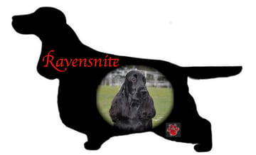 Ravensnite - Cocker Spaniel Breeder - Brisbane, QLD