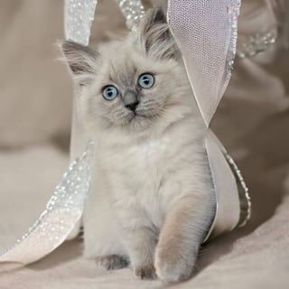 Mountain Hollow Ragdolls - Ragdoll Cat Breeder - NSW, Australia