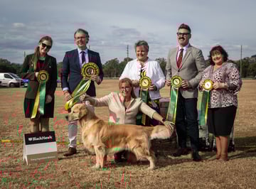 Shogold - (ANKC) Breeder of Pure Bred Registered Golden Retrievers - Brisbane, QLD