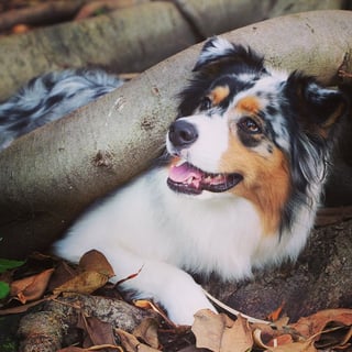 Cuebiyar Aussies - Australian Shepherd Breeder - Hunter Valley, NSW