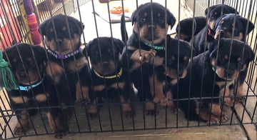 Rottgems - Rottweiler Breeder - Geraldton WA