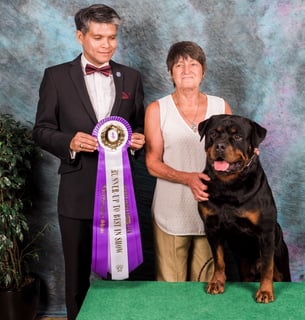 Rottgems - Rottweiler Breeder - Geraldton WA