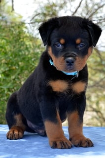 Rottgems - Rottweiler Breeder - Geraldton WA