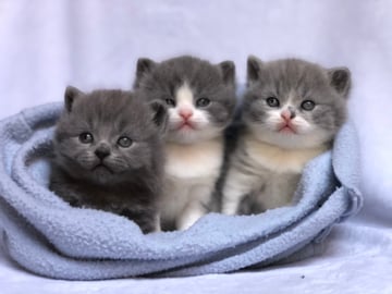 Leonix Cattery - British Shorthair Cat Breeder - Perth, WA