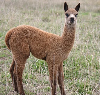 QOZQO -  Alpaca Breeder - Southern Tablelands, NSW