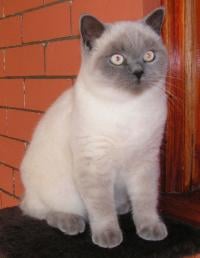 Keleen Cattery - British Shorthair Cat Breeder - Armidale, NSW