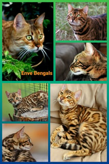 ENVE Bengals - Bengal Cat Breeder 