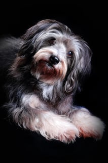 Postle Pet Photography - Townsville, Qld