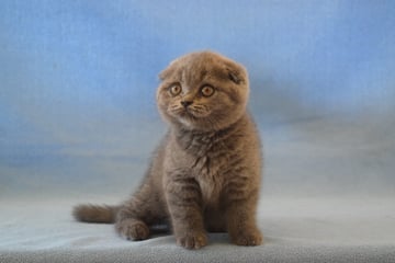 Birchfield British Shorthair's - British Shorthair Cat Breeder - Brisbane, QLD