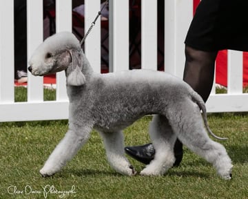 Barjarz Bedlington Terriers -Breeder, Victoria.
