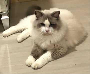 Royal Harts Ragdolls - Ragdoll Cat Breeder - Gold Coast, QLD