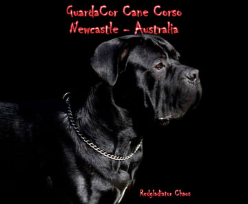 GuardaCor - Cane Corso Breeders - Newcastle, NSW